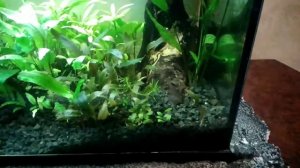 Tetra ,сифон,обслуживание,белый фон,редизайн 100L