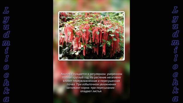 Акалифа (УХОД) смотреть онлайн