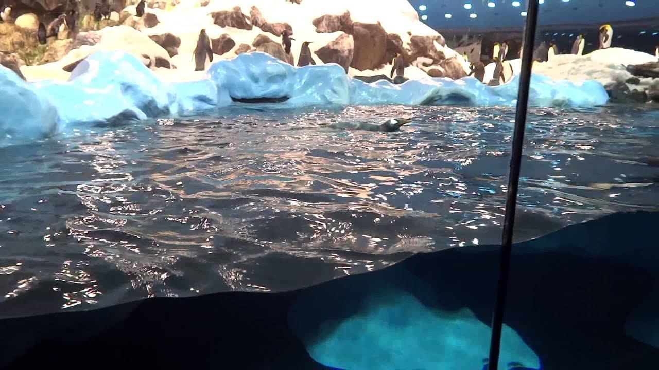 Penguins on the Canary Islands