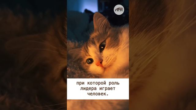 а у вас есть домашние животные?) #факты #интересныефакты #природа #коты
