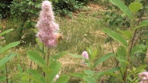 Мало известные медоносы: сумах, очиток и др.