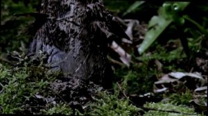 Увлекательное видео. Рост бамбука. Медитация