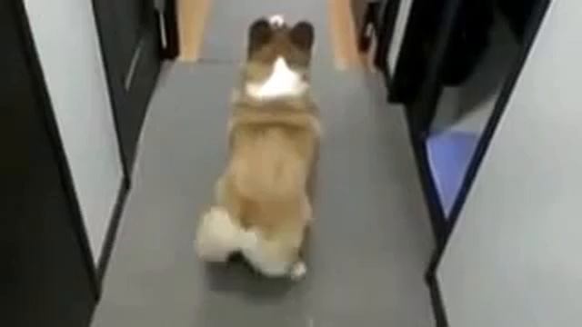 Собака танцует ТВЕРК смотреть онлайн