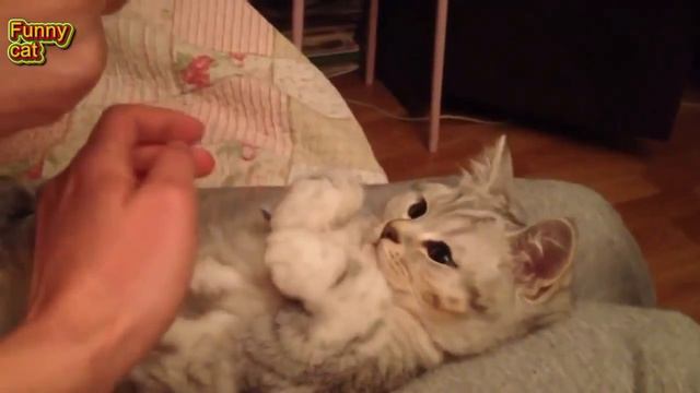 Funny cat. Plasticine cat. Прикольный пластилиновый котик смотреть онлайн