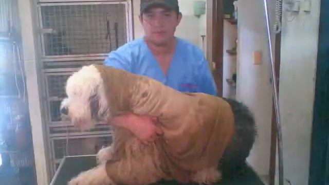 Corte y Baño www.pets-place.com.mx смотреть онлайн