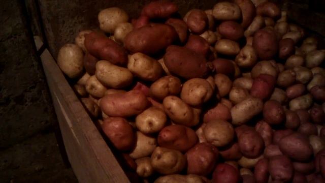 Как правильно выращивать картофель.(ведро с куста) смотреть онлайн