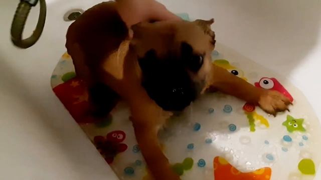 БАНЯ l ТРЕНИРОВКА l ПРИКОЛЫ I FRENCHBULL MAGAZINE смотреть онлайн