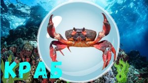 Морские животные. Подводный мир для детей. Marine life. Underwater world for children.