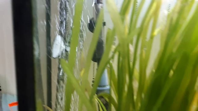 Аквариумная щучка смотреть онлайн