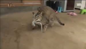 Кот VS осьминог