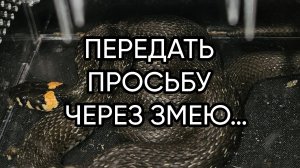 ПЕРЕДАТЬ ПРОСЬБУ ЧЕРЕЗ ЗМЕЮ…ДЛЯ ВСЕХ…