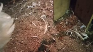 Глубокая подстилка для кур