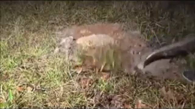 На заброшенный муравейник вылили горячий алюминий! Ваше мнение смотреть онлайн