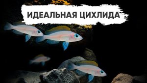 Идеальная цихлида - Лампрологус крапчатохвостый / Neolamprologus caudopunctatus