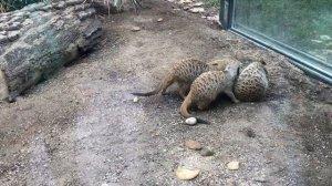 ВЕНСКИЙ ЗООПАРК - ЛУЧШИЙ ЗООПАРК ЕВРОПЫ И САМЫЙ СТАРЫЙ В МИРЕ