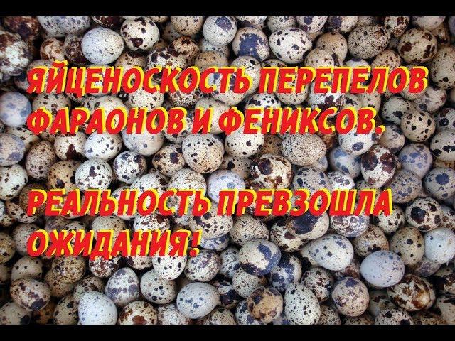 ЯЙЦЕНОСКОСТЬ ПЕРЕПЕЛОВ ФАРАОНОВ И ФЕНИКСОВ. РЕАЛЬНОСТЬ ПРЕВЗОШЛА ОЖИДАНИЯ