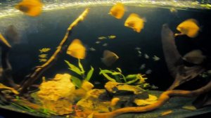 Кормление дискусов. Аквариумные рыбки