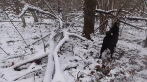 Охота с лайками на куницу... НАЧАЛО...