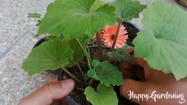 My New Plants Shopping - Gerbera / Ivy Geraniums / Cineraria смотреть онлайн