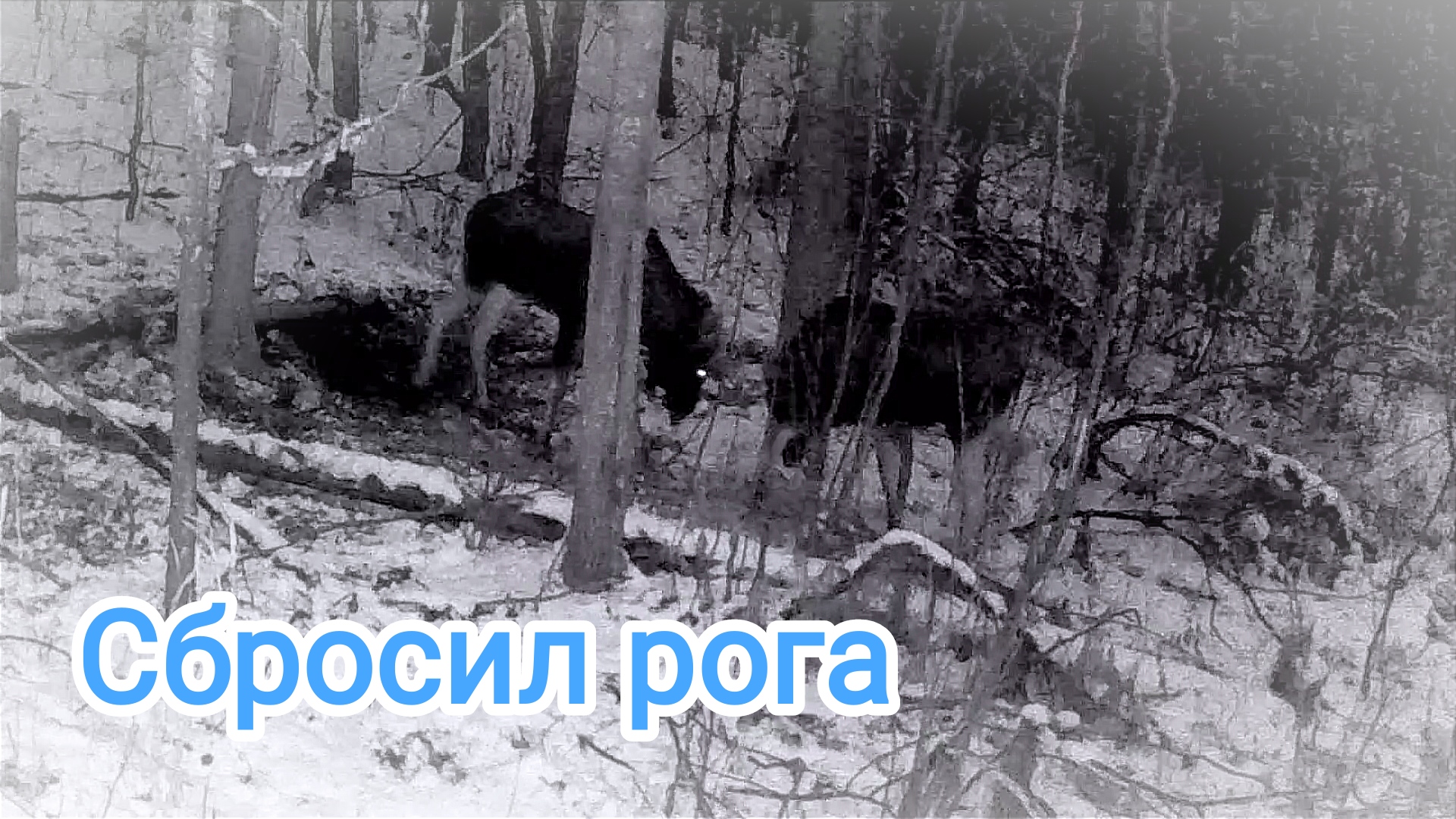 Пришло время сбрасывать рога, Битва лосей. смотреть онлайн