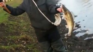 Шимано Калаис 201А и приманка 7 грамм. Судак не устоял