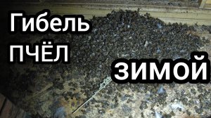 Первые потери пчёл во время зимовки. Причина гибели пчёл во время зимовки.
