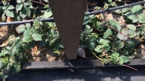 Ежевика Тройная корона в теплице - результаты первой зимовки