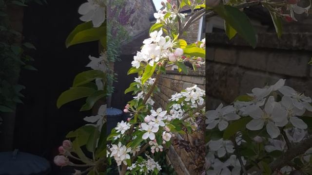 The Golden Delicious Apple tree I bought for £4 in Lidl three years ago is so stunning this year.