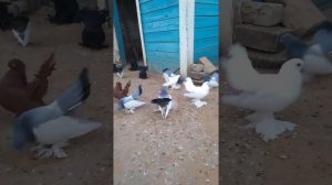 11 октября 2020 г.Урюпинские синие.