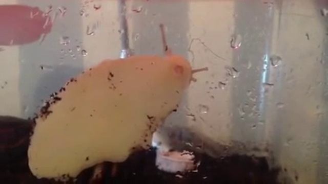 Рот улитки (Ахатина) смотреть онлайн