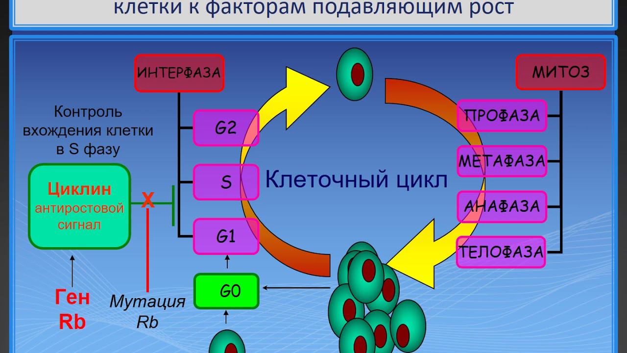 Патофизиология опухолей часть 1 (лектор И.Ю.Малышев)