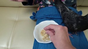 Голуби. Голубиный птенец - слётыш Малыш. Голубиный клещ в "подарок" от родственников.