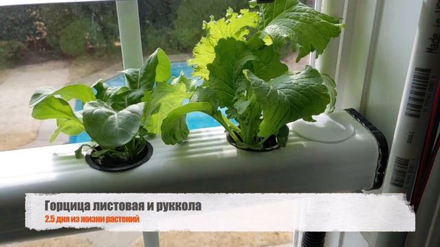 Два с половиной дня из жизни растений на гидропонике | Green mustard and arugula on hydroponics смотреть онлайн