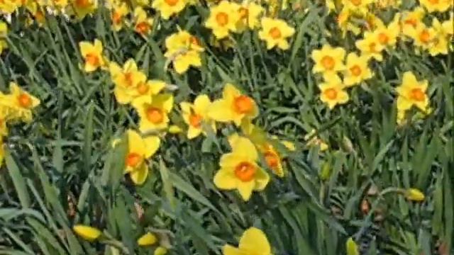 Spring Flowers Dancing in the Wind смотреть онлайн