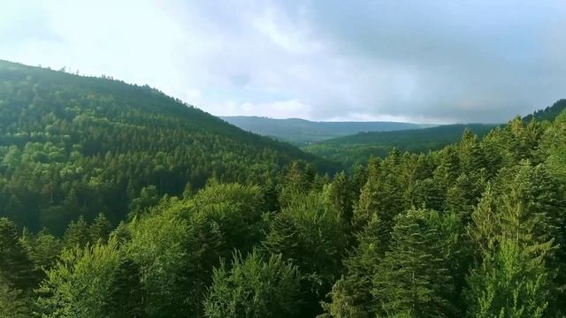 Красивый и густой лес смотреть онлайн