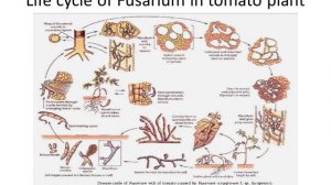 fungal wilt diseases 1