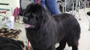 5 особенностей ухода за ньюфаундлендом