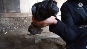 МРАМОРНЫЕ Голуби???#бакинскиеголуби