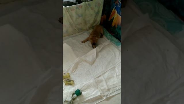 французский бульдог Сэм смотреть онлайн