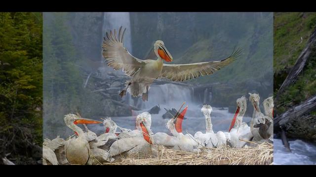 пеликан и яшка смотреть онлайн