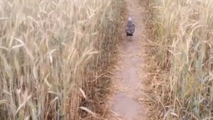 Преследуем птицу/Не может взлететь