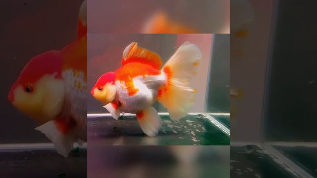 Most Beautiful Oranda Goldfish In Aquarium Tank | Goldfish kingdom Beautiful Oranda Fish #237