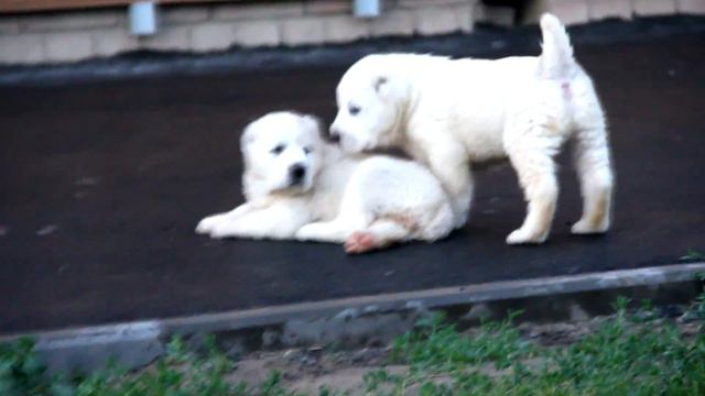 Помет П (часть 3) среднеазиатские овчарки питомника ТИМЕРТАШ смотреть онлайн