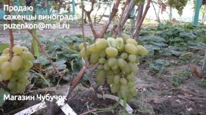 Виноград Бажена (Пузенко Наталья Лариасовна)