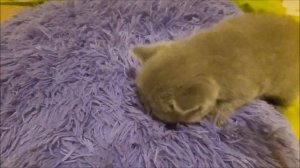 Первые шаги маленького котёнка в новом доме