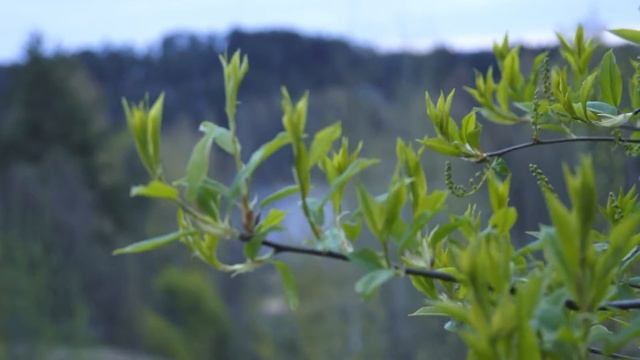 Весна в Кавголово. Видеозарисовка. Санкт-Петербург арТзаЛ смотреть онлайн