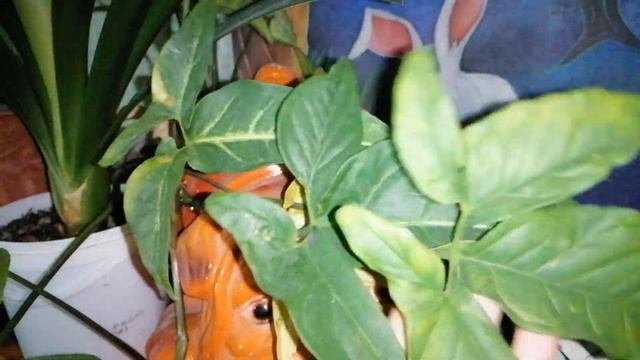 Мои комнатные цветы. Часть моих ампельных растений.