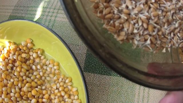 проращивание зерновых для рыбалки пшеницы, ячменя, кукурузы бобовых, Бомж прикормка для рыбалки