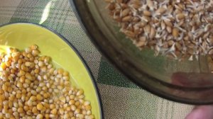 проращивание зерновых для рыбалки пшеницы, ячменя, кукурузы бобовых, Бомж прикормка для рыбалки