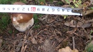 Как растёт БЕЛЫЙ ГРИБ ОСЕНЬЮ ,и ночных ЗАМОРОЗКАХ. Ежедневное наблюдение за грибом.